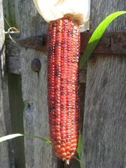 Indian Corn