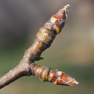Asian Pear buds on March 15th