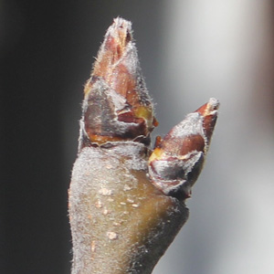 Asian Pear buds on March 15th