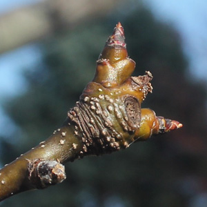 Asian Pear buds on March 15th