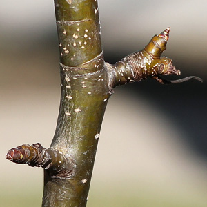 Asian Pear buds on March 15th