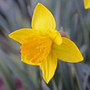 Daffodil bloom just minutes after it opened on March 15th