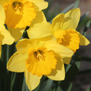Sunlight on yellow daffodils