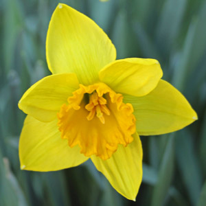 Daffodil flower opened on March 15th