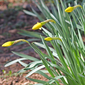 Daffodils on March 15th