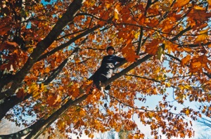 Arthur up in a tree