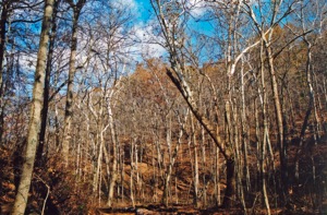 Indiana forest in November