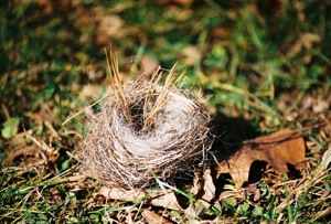 Nest