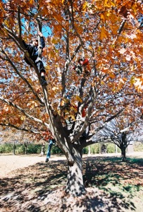 Everyone in the tree