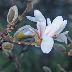 Magnolia blossoms in Washington Park, Springfield, Illinois