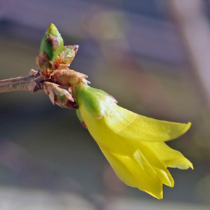 Forsythia blossoms in mid-March