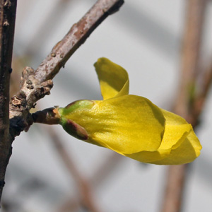 First forsythia blossom on March 15th