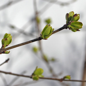 First leaves in our backyard on March 15th
