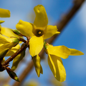 Forsythia on March 17th