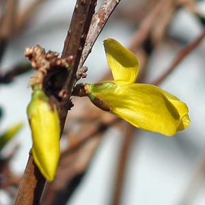 Forsythia blossoms on March 15th