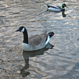 Canadian Geese in Washington Park