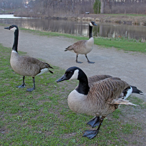 Canadian Geese in Washington Park