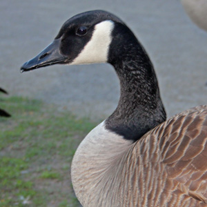 Canadian Goose with damaged wings in Washington Park