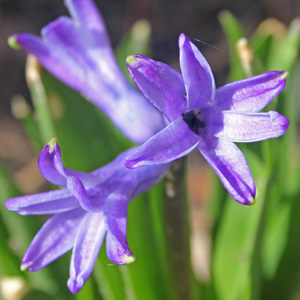 Purple hyacinth