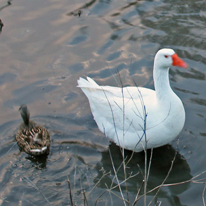 White goose