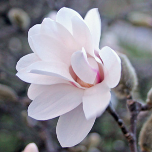 Magnolia blossoms in Washington Park, Springfield, Illinois