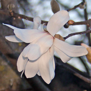 Magnolia blossoms in Washington Park, Springfield, Illinois