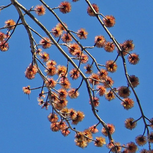 looking up at maple tree blossoms