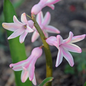 Hyacinth blossoms