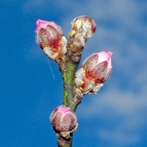 Peach buds on almost ready to open into flowers