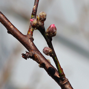 Peach blossom buds on March 15th