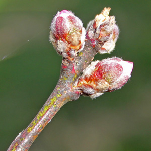 Peach blossom buds on March 15th