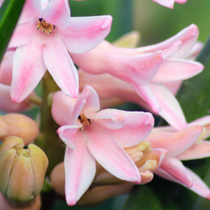 Pink Hyacinths