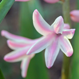 Hyacinth blossoms