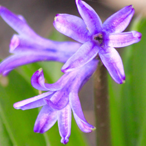 Purple hyacinth