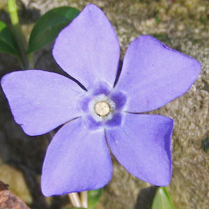 Purple flower with five petals