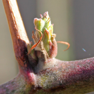 Raspberry bud breaking on March 15th