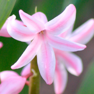 Pink Hyacinths