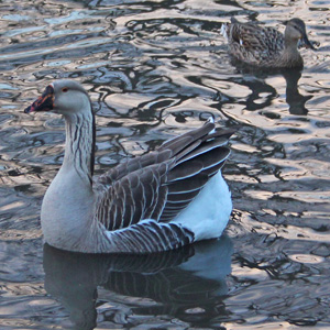 Goose in Washington Park