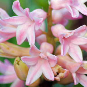 Pink Hyacinths