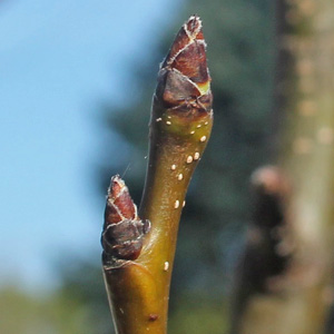 Asian Pear buds on March 15th