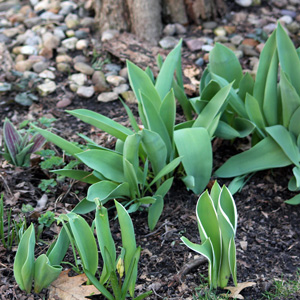 Tulips in our front yard