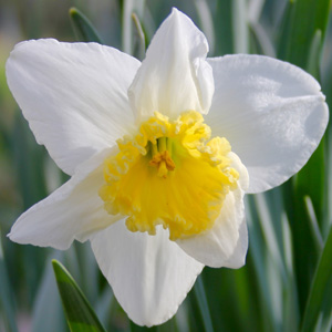 Sun shining on white daffodil