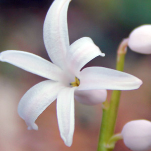 White Hyacinths