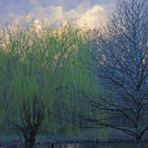 Willow with first leaves in Washington Park