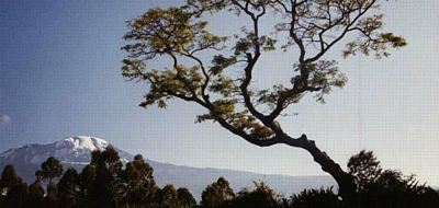 photo of Acacia Tree with Mount Kilimanjaro in background