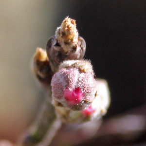 Peach blossom buds on March 15th