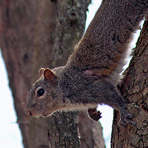 Squirrel on a tree in our front yard on March 4, 2016