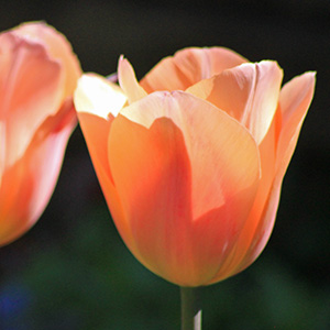 Apricot Beauty tulips on April 16th