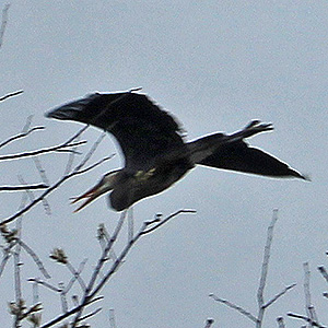 Great Blue Heron flies over the Interrurban Trail