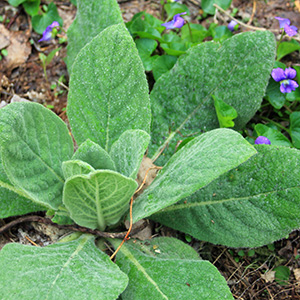 Lamb's Ear growing on April 10th